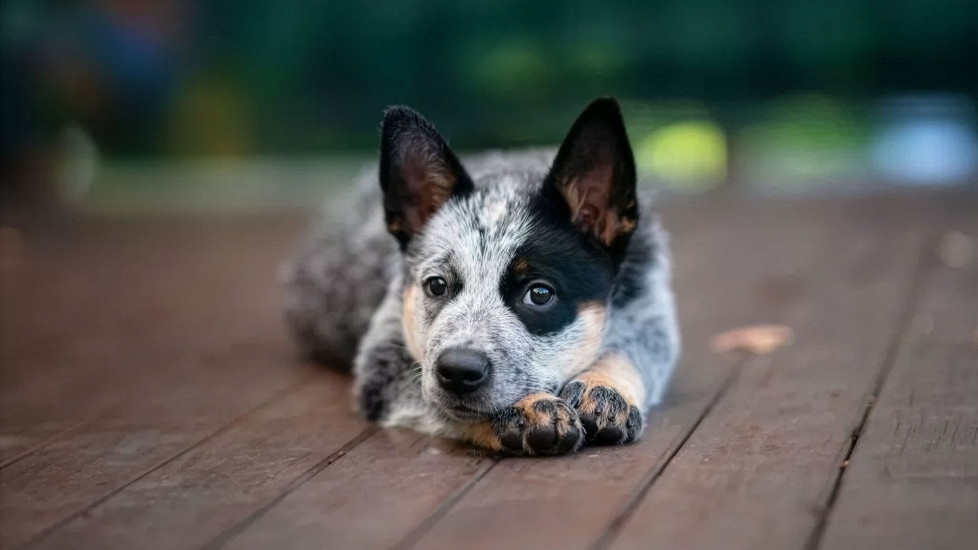Australasian Animal Registry